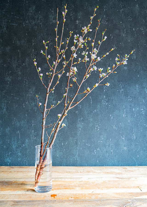 可愛い色で包んだ、さくらの枝のラッピング　おうちお花見に最適　桜の枝 50cm × 2本セット 4枚目の画像