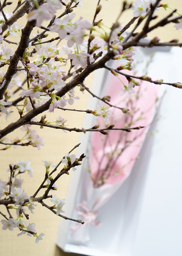 可愛い色で包んだ、さくらの枝のラッピング　おうちお花見に最適　桜の枝70cm × 3本セット 2枚目の画像