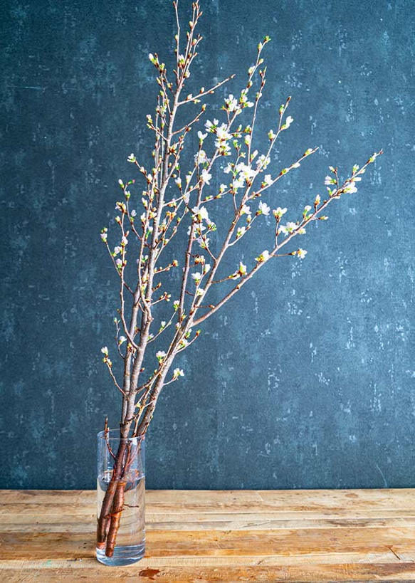 可愛い色で包んだ、さくらの枝のラッピング　おうちお花見に最適　桜の枝70cm × 3本セット 4枚目の画像