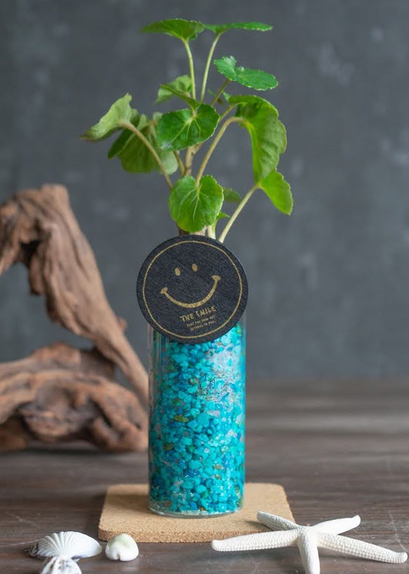 【カフェテラリウム】ロングガラスタイプ Happy Smail 観葉植物 おまかせでチョイス カラフルなゼオライト 1枚目の画像