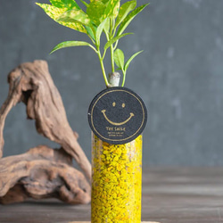 【カフェテラリウム】ロングガラスタイプ Happy Smail 観葉植物 おまかせでチョイス カラフルなゼオライト 2枚目の画像