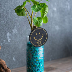 【カフェテラリウム】ロングガラスタイプ Happy Smail 観葉植物 おまかせでチョイス カラフルなゼオライト 3枚目の画像