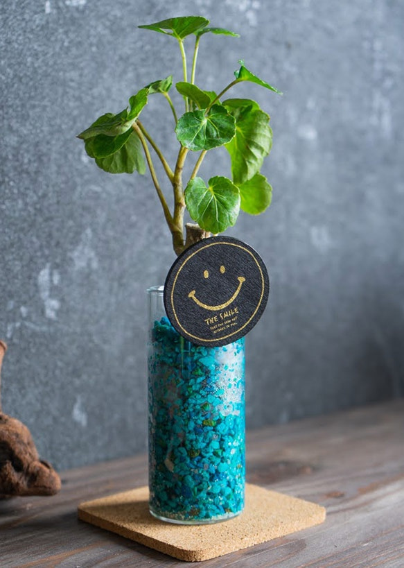 【カフェテラリウム】ロングガラスタイプ Happy Smail 観葉植物 おまかせでチョイス カラフルなゼオライト 3枚目の画像