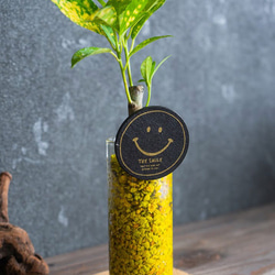 【カフェテラリウム】ロングガラスタイプ Happy Smail 観葉植物 おまかせでチョイス カラフルなゼオライト 4枚目の画像