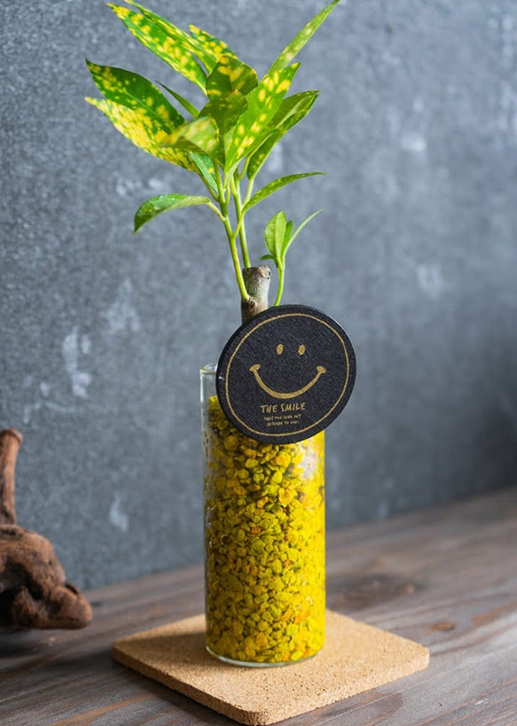 【カフェテラリウム】ロングガラスタイプ Happy Smail 観葉植物 おまかせでチョイス カラフルなゼオライト 4枚目の画像