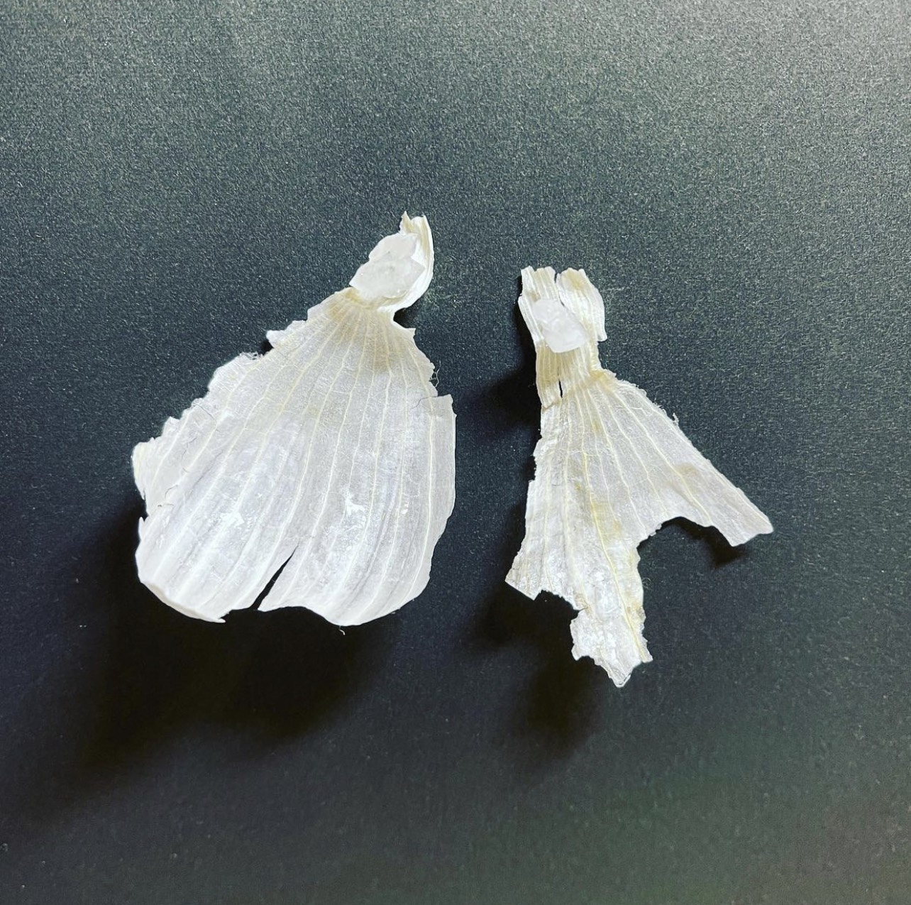 第十三号「だいたん」