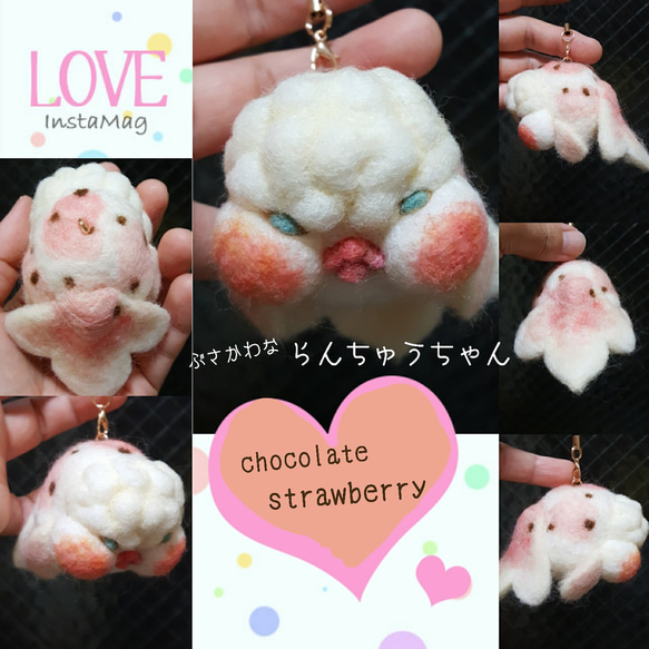 ぶさかわならんちゅうちゃん“chocolatestrawberry” 3枚目の画像