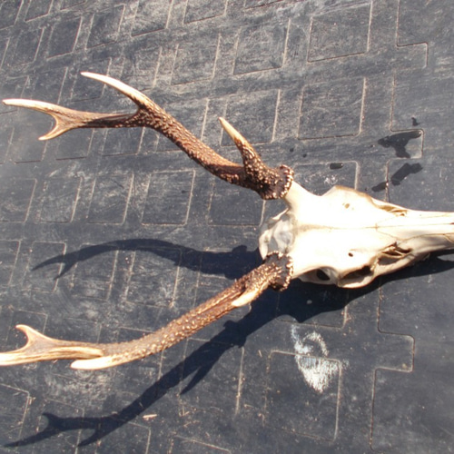 鹿の角　３本 鹿の角3 - メルカリ