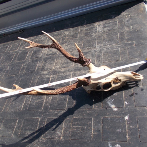 鹿の角 トロフィー3段 左右対称、 その他アクセサリー 手作り君 通販