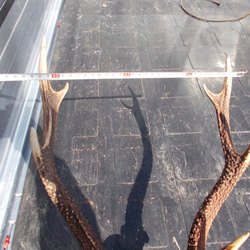 鹿の角　トロフィー３段　左右対称、 7枚目の画像