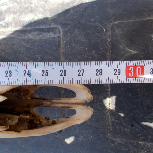 鹿の角 トロフィー3段 左右対称、 その他アクセサリー 手作り君 通販