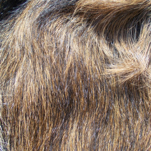 イノシシの毛皮 イノシシの皮を鞣しました。 その他インテリア雑貨 手作り君