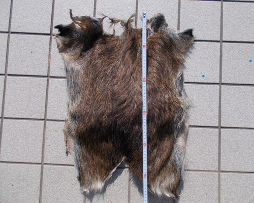 イノシシの皮を鞣しました。 その他インテリア雑貨 手作り君 通販