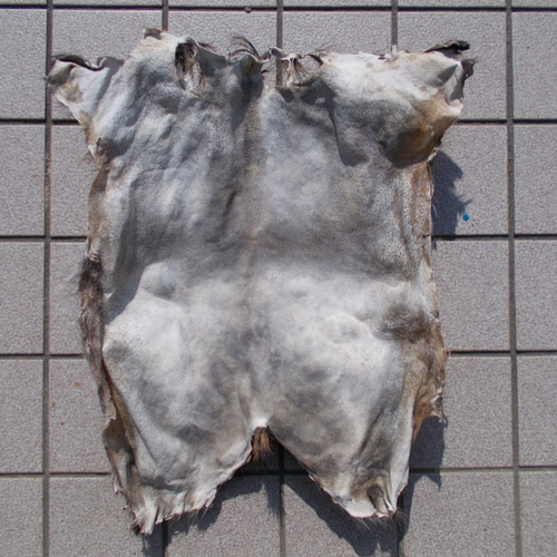 イノシシの皮を鞣しました。 その他インテリア雑貨 手作り君