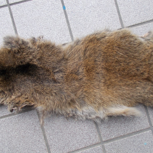 ハクビシン」の皮を鞣しました。（値下げ） その他素材 手作り君 通販