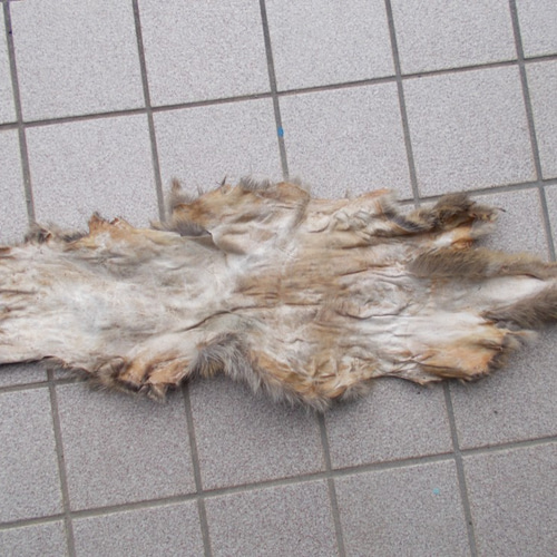 ハクビシンの鞣し毛皮[ハンドメイド] ハクビシンの鞣し毛皮[ハンドメイド]