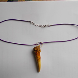 鹿の角（左右均等） 枝角 - Wikipedia