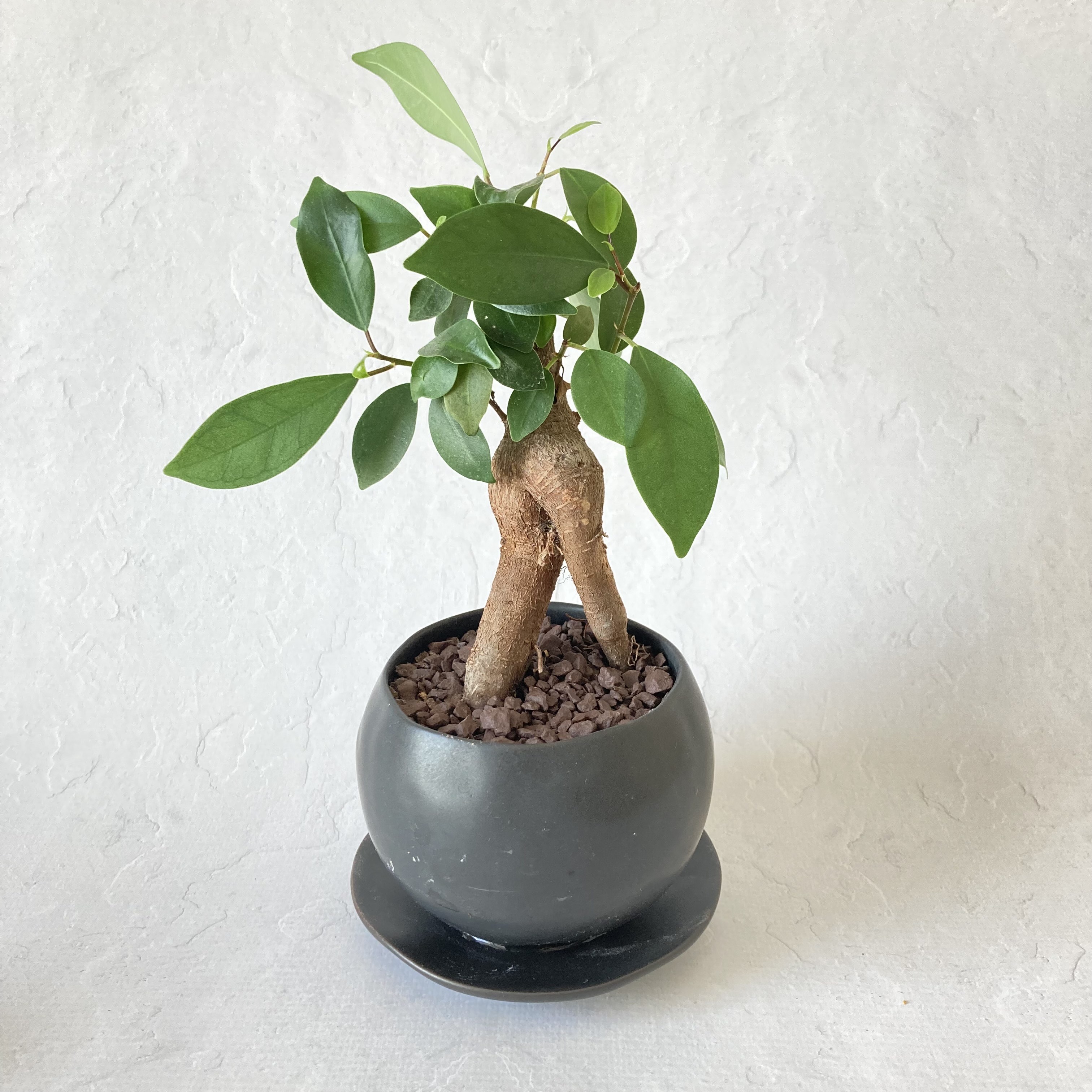 観葉植物盆栽仕立てC ~ガジュマル~ その他インテリア雑貨 V