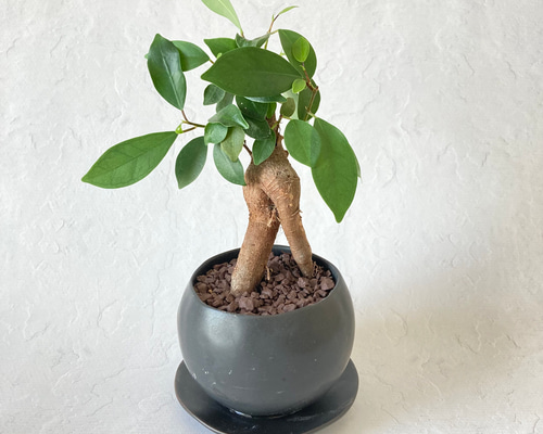 ガジュマル株立ち盆栽素材（樹齢25年） 沖縄盆栽 ガジュマル 樹齢約10年 一点物 - 沖縄県宜野座村