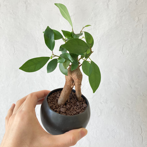 ガジュマル　盆栽 観葉植物盆栽仕立てC ~ガジュマル~ その他インテリア雑貨 V.Brook