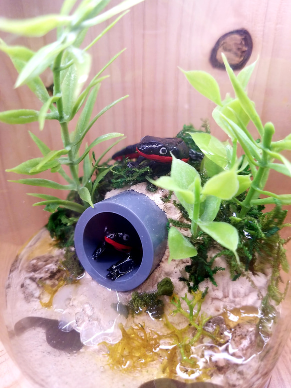 瓶詰めジオラマ アカハライモリと田んぼのあぜ道 その他置物 水嶌瑠音