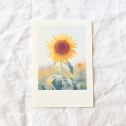 ポストカード*向日葵と夏空 2枚目の画像