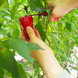 野菜に野菜！赤ピーマンのドレ・ソース（ドレッシング） 5枚目の画像