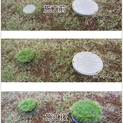 円形 直径164mm 雨水枡・汚水枡のフタ隠し リアル人工芝（高麗芝）芝生 6枚目の画像