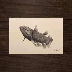 選べるポストカード3枚セット【1.シーラカンス】 イラスト saihideki