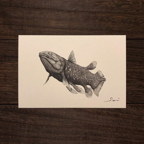 選べるポストカード3枚セット【1.シーラカンス】 イラスト saihideki