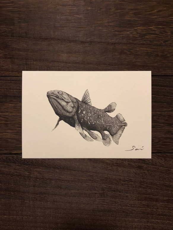 選べるポストカード3枚セット【1.シーラカンス】 イラスト saihideki