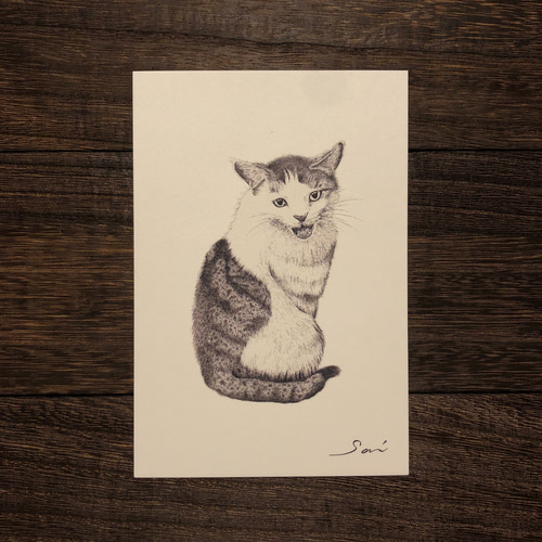 猫　ネコ　1点物　ポストカードサイズ　原画　肉筆　新品 猫 ネコ【原画 ポストカードサイズ 色鉛筆画】 絵画 ちさと 通販