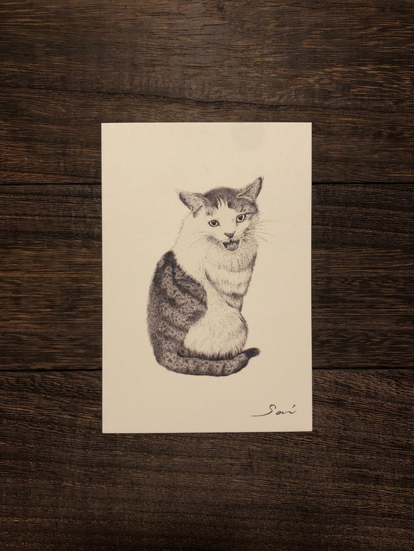 選べるポストカード３枚セット【20.猫】 1枚目の画像