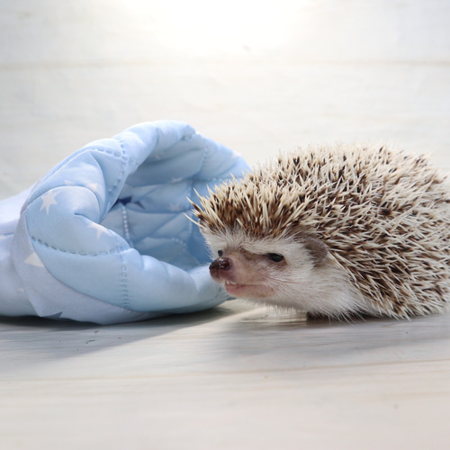 ひんやり夏用ハリネズミ寝袋（接触冷感） おもちゃ・ペット小物