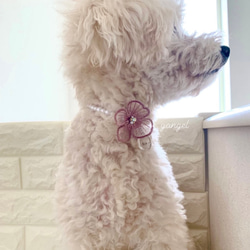"名入れ可能" オーガンジーフラワー パール 首輪 可愛い 犬 猫 ペット ピンク 6枚目の画像