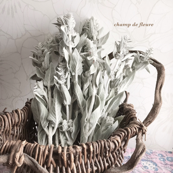 ドライフラワー　　ラムズイヤー ラムズイヤーのドライフラワー ドライフラワー 花工房 champ de fleure