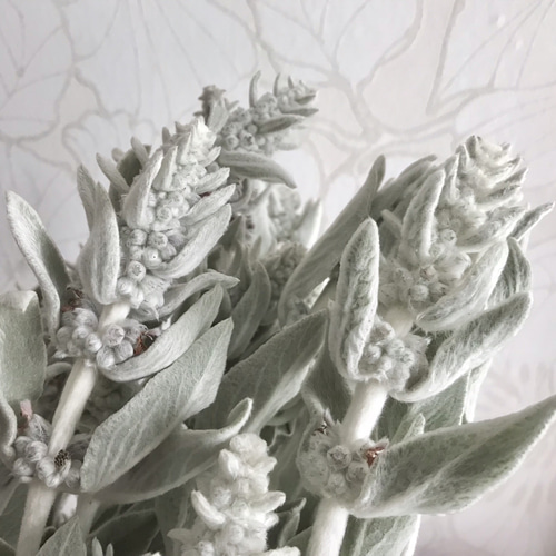 ラムズイヤー　ヘッド　ドライフラワー ラムズイヤー ヘッド ドライフラワー ラムズイヤーのドライフラワー