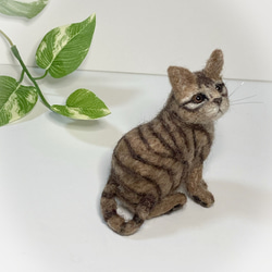 白猫 Lサイズ サンプルページ オーダー 受注商品 白猫 MとLの中間サイズ サンプルページ オーダー 羊毛
