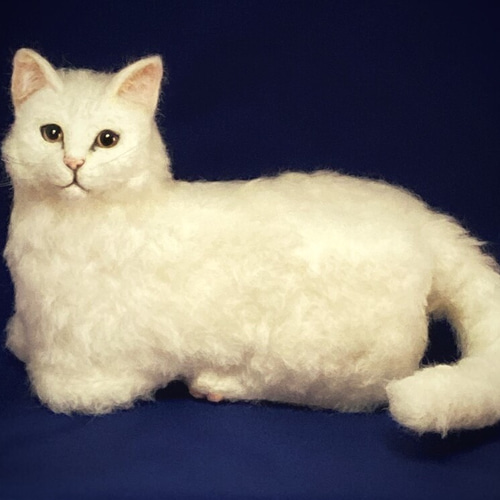 楽天市場】ぬいぐるみ 猫 ピンクずきん 白猫 Lサイズ 大