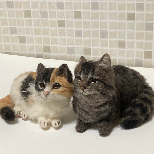 サンプルページ ノルウェージャンフォレスト キジトラ 黒キジ 羊毛