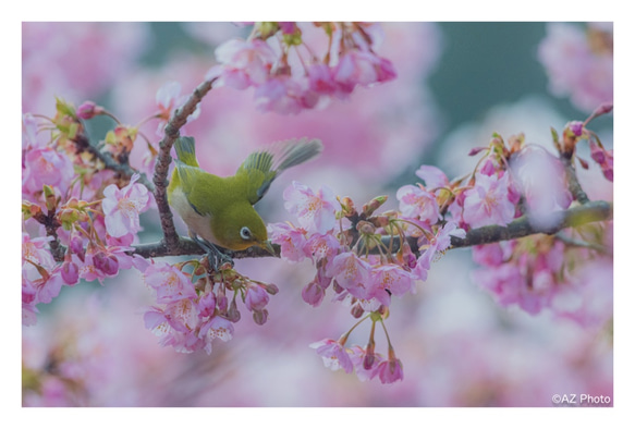 ポストカード5枚セット 桜とメジロ ポストカード あずぅphoto 通販