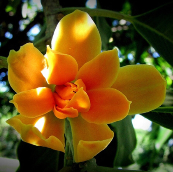 マグノリア（チャンパカ）オレンジ（キンコウボク）精油3ml 4枚目の画像