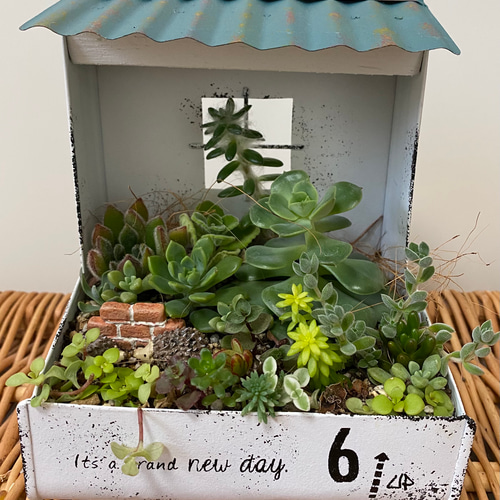 多肉植物通販☆おしゃれな寄せ植え☆育てやすい 多肉植物 tohko