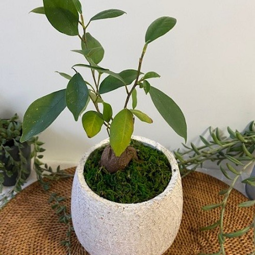ガジュマル☆観葉植物☆おしゃれ☆育てやすい 多肉植物 tohko