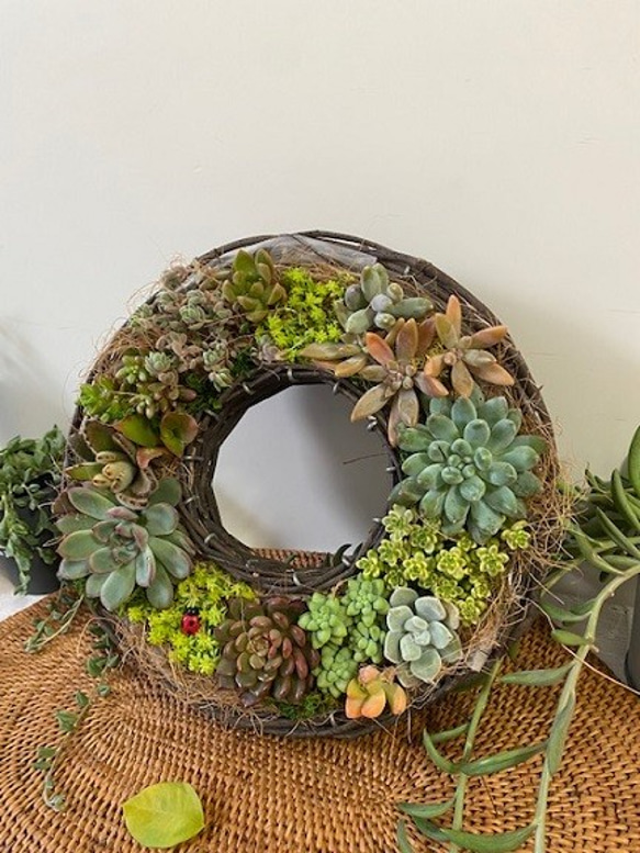 リース☆多肉植物寄せ植え☆インテリア 多肉植物 tohko garden 通販