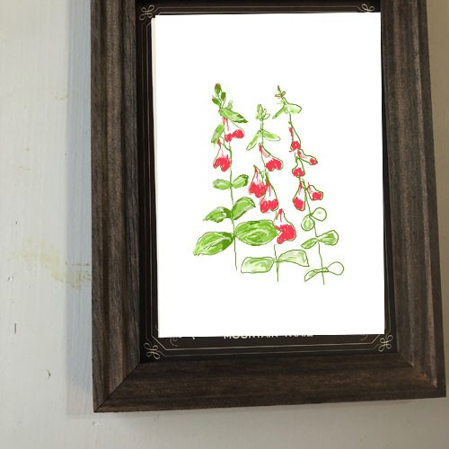 チェリーセージ 花言葉ポスターありのまま、飾らないで イラスト 若林