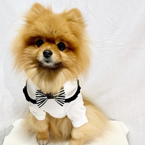 犬服☆スタイリッシュ 白シャツ ペット服・アクセサリー ぽんずくろー