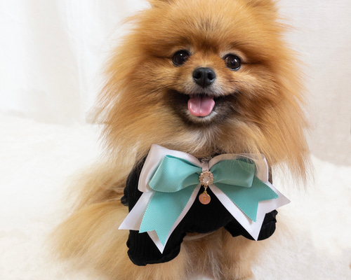 ポッキー 様専用 ꒡̈⃝Lily꒡̈⃝犬服ハンドメイド - 犬服