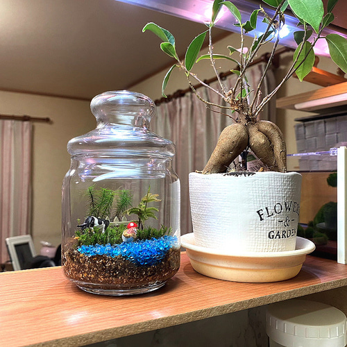 苔テラリウム・手作りキット一式】ガラスポット テラリウム 工房・津軽  