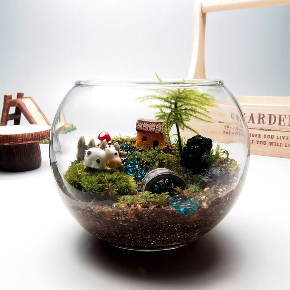 苔テラリウム・手作りキット一式】金魚鉢コウヤノマンネングサ 母の日